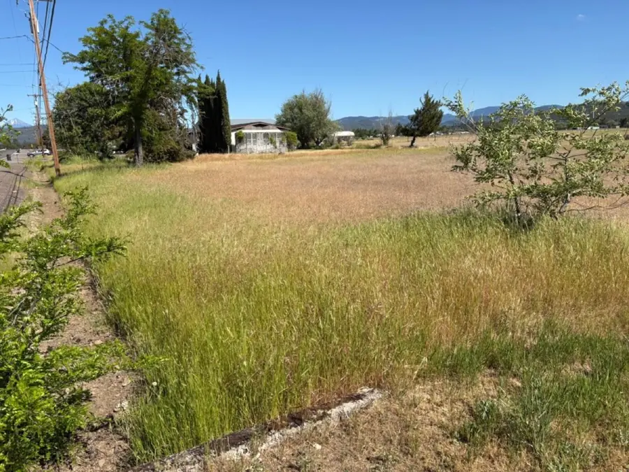Before: Tall roadside growth