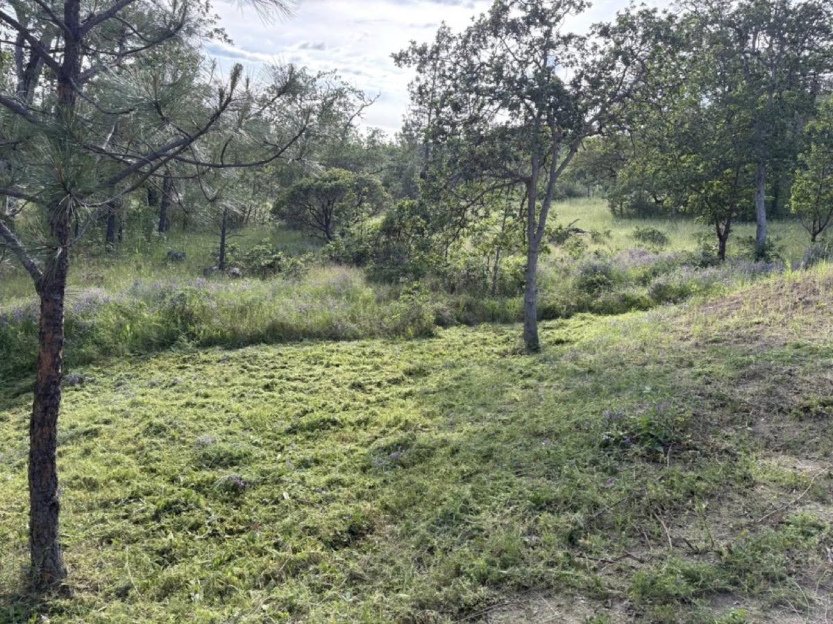 Cleanup: Wooded property reset